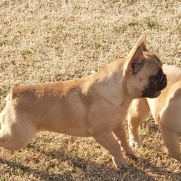 Toddie - French Bulldog