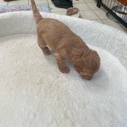 Biscuit - Apricot male Yorkipoo puppy in Stafford, Virginia from Morris Doodles Virginia