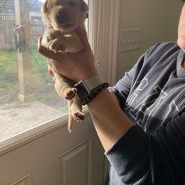 Dilute Retriever and Labrador Retriever Puppies from Moran’s Lab’s