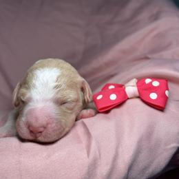 Bubbalicious - Apricot female Goldendoodle puppy in Camden, North Carolina from Oopsie Doodles of NC