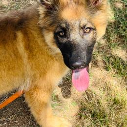 Priscilla (groundwork training) - Black and red female German Shepherd puppy in Jonesborough, Tennessee from Bouchard’s Best Shepherds