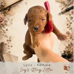 Lyric - Red  female Goldendoodle puppy in Norcross, Georgia from Teddy Puppies