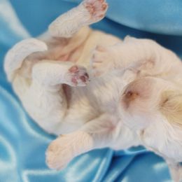 Lagotto Romagnolo Puppies from Morena