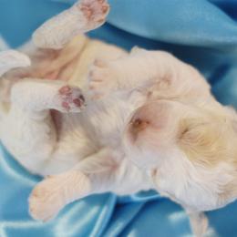 Lagotto Romagnolo Puppies from Morena