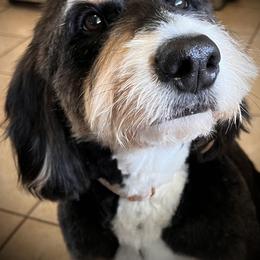 Bernedoodle, Cavapoo, and Poodle All Grown Up from Kelly Brooks