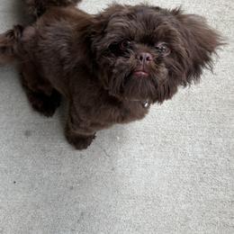 Shih Tzu Puppies from Mosley Kennel Shih Tzu
