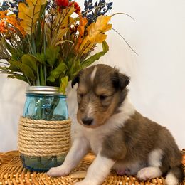 Moana - Sable and white female Collie puppy in St Augustine, Florida from Saltwater Collies LLC