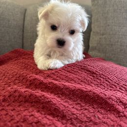 Jack - White male Maltese puppy in Dallas, Texas from Lizeth's Pups