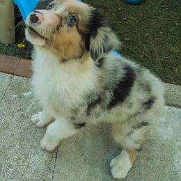 Starlit - Blue merle female Australian Shepherd puppy in Arlington, Texas from Firelight Australian Shepherds