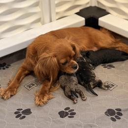Chantilly - Cavapoo