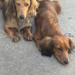 Dachshund Puppies from EntityDachs