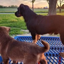 American Hunt Terriers from Sarah Holcombe