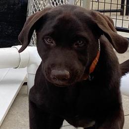 Remington - Chocolate male Labrador Retriever puppy in Maynardville, Tennessee from Three Bears Labradors