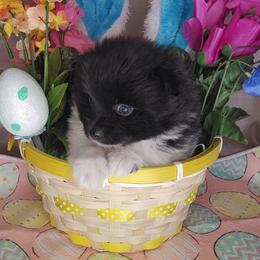 Mowgli - Black parti male Pomeranian puppy in Newport News, Virginia from Itty Bitty Poms