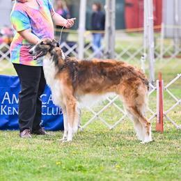 Dune - Borzoi
