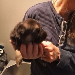 Girl 4 - Black and tan female German Shepherd puppy in Nye, Montana from Duke AKC Shepherds