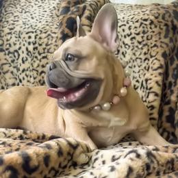 Bulldog and French Bulldog All Grown Up from Southern Standard Bulldogs