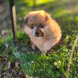 Copper - Chocolate merle male Pomeranian puppy in Newport News, Virginia from Itty Bitty Poms