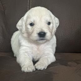Brown collar boy - Light golden male Golden Retriever puppy in Waterford, Pennsylvania from Living on Faiths Golden Retrievers