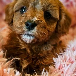 Valentine - Red male Cavapoo puppy in Marshfield, Missouri from Puppyloversplace
