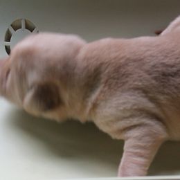 no collar male - Labrador Retriever puppy in Hilliards, Pennsylvania from Del-Star Kennels