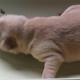 no collar male - Labrador Retriever puppy in Hilliards, Pennsylvania from Del-Star Kennels