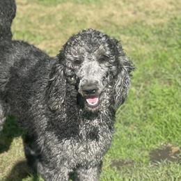 Dachshunds, Labradoodles, and Labrador Retrievers from Muddy Bay Kennels