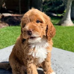 Boy 1 - Apricot male Goldendoodle puppy in San Diego, California from Goldendoodles & Poodles of San Diego