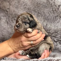 Latte - Blue merle female Australian Shepherd puppy in Columbia Falls, Montana from Firefly Horse Co Wellness Retreat Center
