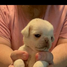 Black-White collar boy - White male Pug puppy in Elma, Washington from Kismet Kennels, Exclusively Pugs