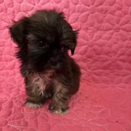 Brady - Chocolate and tan male Shih Tzu puppy in Florida from Shih tzus and Shorkies Galore
