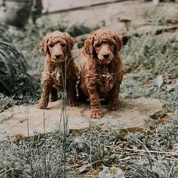 Poodle Puppies from Bridge City Poodles