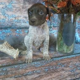 Girl 1 - Liver roan female German Shorthaired Pointer puppy in Laporte, Minnesota from Northern Odyssey Gun Dogs