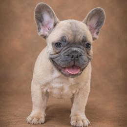 Bruno - Fawn male French Bulldog puppy in Plano, Illinois from Velvet Fluffy Pups