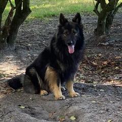 Darkor - German Shepherd