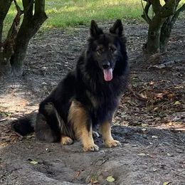 Darkor - German Shepherd
