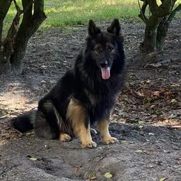 Darkor - German Shepherd