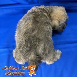CHIPPY - Wheaten male Miniature Schnauzer puppy in Pisgah, Alabama from Mashburns Little Munchkins