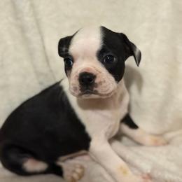 Luna - Black and white female Boston Terrier puppy in Mc Donough, Georgia from Boston Babies