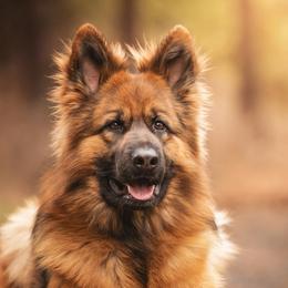 MIKA - German Shepherd