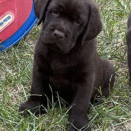 Labrador Retriever Puppies from Linro Labradors