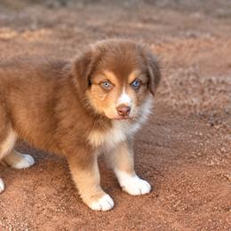 Burst - Red male Australian Shepherd puppy in San Tan Valley, Arizona from Mott Ranch - Blazin' Sun Aussies
