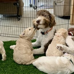 Goldendoodle Puppies from Grace of God Goldendoodles
