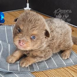 Pepper's Thriller - Thriller - Lavender male Pomeranian puppy in Plant City, Florida from Pepper's Pomeranians