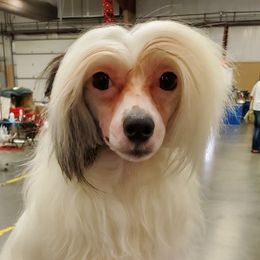 Echo - Chinese Crested