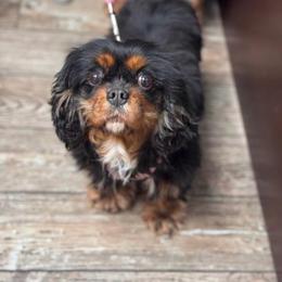 Kiara - Black and tan female Cavalier King Charles Spaniel puppy in Republic, Missouri from Red Skye Puppies