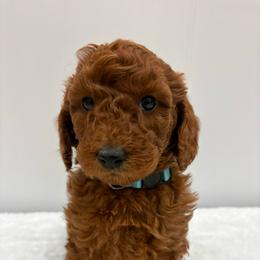 Bobby - Red  male Poodle puppy in Vilonia, Arkansas from Donna’s Pretty Poodles