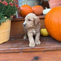 Toffee - Apricot male Goldendoodle puppy in Jacksonville, Florida from Dandelion Doodles