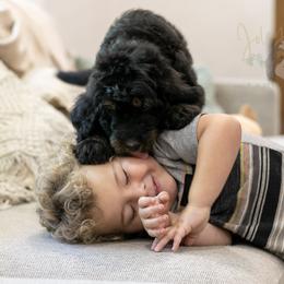 Olympic - Phantom female Bernedoodle puppy in Eureka, Illinois from Joley Aire Family Dogs