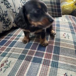 Dachshund Puppies from Doodleville